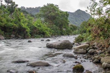Doğal Tropikal Ortam 'daki Nehir. Güzel gizli nehir ve Endonezya 'nın Bali kıyısında inanılmaz bitkiler.
