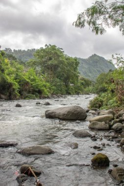 Doğal Tropikal Ortam 'daki Nehir. Güzel gizli nehir ve Endonezya 'nın Bali kıyısında inanılmaz bitkiler.