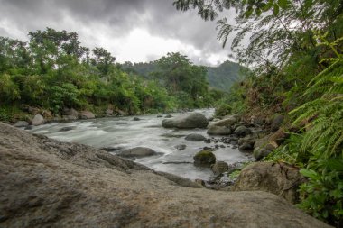 Doğal Tropikal Ortam 'daki Nehir. Güzel gizli nehir ve Endonezya 'nın Bali kıyısında inanılmaz bitkiler.