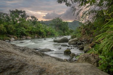 Doğal Tropikal Ortam 'daki Nehir. Güzel gizli nehir ve Endonezya 'nın Bali kıyısında inanılmaz bitkiler.