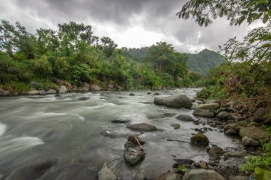 Doğal Tropikal Ortam 'daki Nehir. Güzel gizli nehir ve Endonezya 'nın Bali kıyısında inanılmaz bitkiler.
