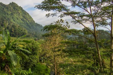 Bali 'nin yeşil tarafı, pirinç terasları, orman ve tropikal bir çevre. Siedemen, Karangasem, Bali, Endonezya
