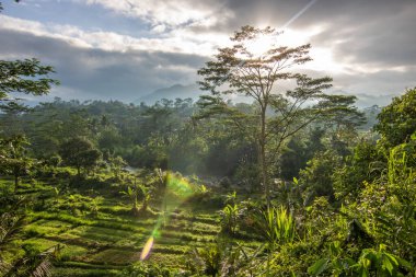 Bali 'nin yeşil tarafı, pirinç terasları, orman ve tropikal bir çevre. Siedemen, Karangasem, Bali, Endonezya