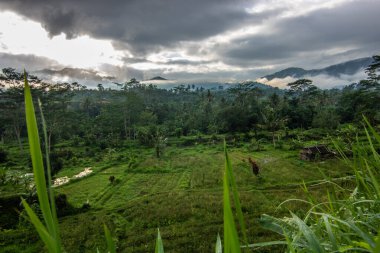 The green side of Bali, rice terraces, jungle and tropical landscape in an original environment. Siedemen, Karangasem, Bali, Indonesia clipart