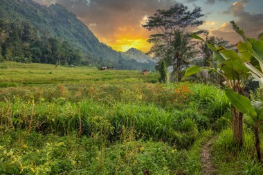 Bali 'nin yeşil tarafı, pirinç terasları, orman ve tropikal bir çevre. Siedemen, Karangasem, Bali, Endonezya