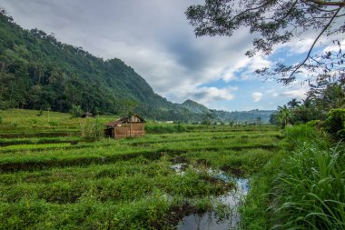 Bali 'nin yeşil tarafı, pirinç terasları, orman ve tropikal bir çevre. Siedemen, Karangasem, Bali, Endonezya
