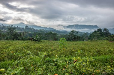 Bali 'nin yeşil tarafı, pirinç terasları, orman ve tropikal bir çevre. Siedemen, Karangasem, Bali, Endonezya