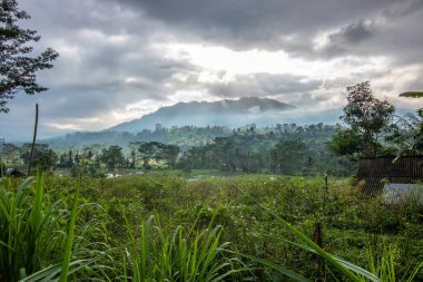 The green side of Bali, rice terraces, jungle and tropical landscape in an original environment. Siedemen, Karangasem, Bali, Indonesia clipart