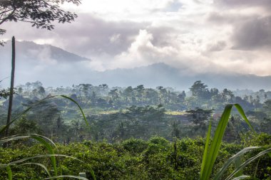 Bali 'nin yeşil tarafı, pirinç terasları, orman ve tropikal bir çevre. Siedemen, Karangasem, Bali, Endonezya