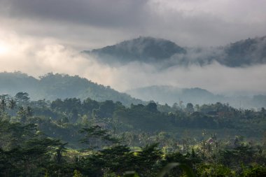 Bali 'nin yeşil tarafı, pirinç terasları, orman ve tropikal bir çevre. Siedemen, Karangasem, Bali, Endonezya