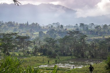 Bali 'nin yeşil tarafı, pirinç terasları, orman ve tropikal bir çevre. Siedemen, Karangasem, Bali, Endonezya