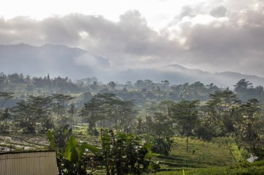 Bali 'nin yeşil tarafı, pirinç terasları, orman ve tropikal bir çevre. Siedemen, Karangasem, Bali, Endonezya