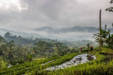 Bali 'nin yeşil tarafı, pirinç terasları, orman ve tropikal bir çevre. Siedemen, Karangasem, Bali, Endonezya