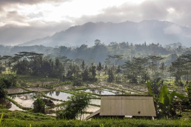 Bali 'nin Gne tarafı, orijinal Bali' de Gne pirinç terasları. Pirinç ekimi tropikal doğayla çevrilidir. Sidemen, Karangasem, Bali, Endonezya 'da manzara çekimi