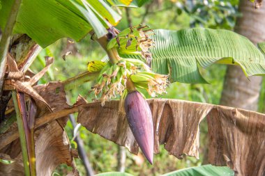 Muz çiçeği, küçük muzlar, Sanur, Bali, Endonezya