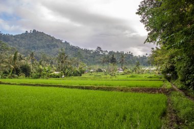 The Gne side of Bali, Gne rice terraces in the original Bali. Rice cultivation surrounded by tropical nature. Landscape shot in Sidemen, Karangasem, Bali, Indonesia clipart