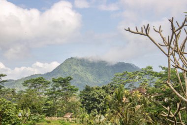 Bali 'nin Gne tarafı, orijinal Bali' de Gne pirinç terasları. Pirinç ekimi tropikal doğayla çevrilidir. Sidemen, Karangasem, Bali, Endonezya 'da manzara çekimi