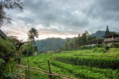 Bali 'nin Gne tarafı, orijinal Bali' de Gne pirinç terasları. Pirinç ekimi tropikal doğayla çevrilidir. Sidemen, Karangasem, Bali, Endonezya 'da manzara çekimi