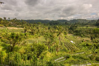 Bali 'nin Gne tarafı, orijinal Bali' de Gne pirinç terasları. Pirinç ekimi tropikal doğayla çevrilidir. Sidemen, Karangasem, Bali, Endonezya 'da manzara çekimi