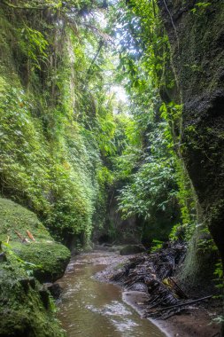 Bali 'nin yeşil tarafı, pirinç terasları, orman ve tropikal bir çevre. Siedemen, Karangasem, Bali, Endonezya