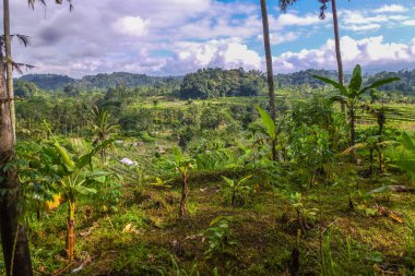 Bali 'nin Gne tarafı, orijinal Bali' de Gne pirinç terasları. Pirinç ekimi tropikal doğayla çevrilidir. Siedemen, Karangasem, Bali, Endonezya 'da manzara çekimi