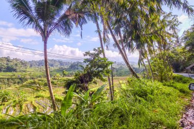 Bali 'nin Gne tarafı, orijinal Bali' de Gne pirinç terasları. Pirinç ekimi tropikal doğayla çevrilidir. Siedemen, Karangasem, Bali, Endonezya 'da manzara çekimi