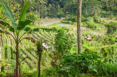 Bali 'nin Gne tarafı, orijinal Bali' de Gne pirinç terasları. Pirinç ekimi tropikal doğayla çevrilidir. Siedemen, Karangasem, Bali, Endonezya 'da manzara çekimi