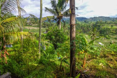 Bali 'nin Gne tarafı, orijinal Bali' de Gne pirinç terasları. Pirinç ekimi tropikal doğayla çevrilidir. Siedemen, Karangasem, Bali, Endonezya 'da manzara çekimi