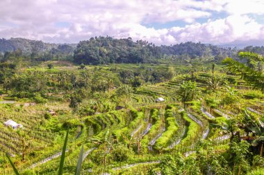 Bali 'nin Gne tarafı, orijinal Bali' de Gne pirinç terasları. Pirinç ekimi tropikal doğayla çevrilidir. Siedemen, Karangasem, Bali, Endonezya 'da manzara çekimi
