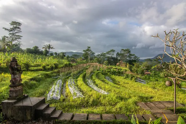 Pirinç tarlalarının ve pirinç teraslarının ortasında küçük özel bir otel. Sidemen, Bali, Endonezya 'nın orijinal ve tipik manzarasında saf doğa.