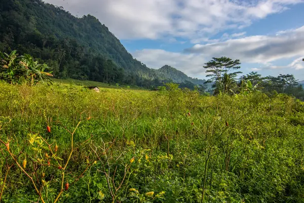 Bali 'nin yeşil tarafı, pirinç terasları, orman ve tropikal bir çevre. Siedemen, Karangasem, Bali, Endonezya