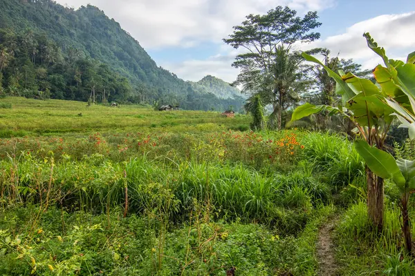 stock image The green side of Bali, rice terraces, jungle and tropical landscape in an original environment. Siedemen, Karangasem, Bali, Indonesia