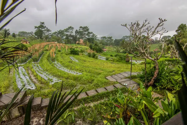 stock image The Gne side of Bali, Gne rice terraces in the original Bali. Rice cultivation surrounded by tropical nature. Landscape shot in Sidemen, Karangasem, Bali, Indonesia