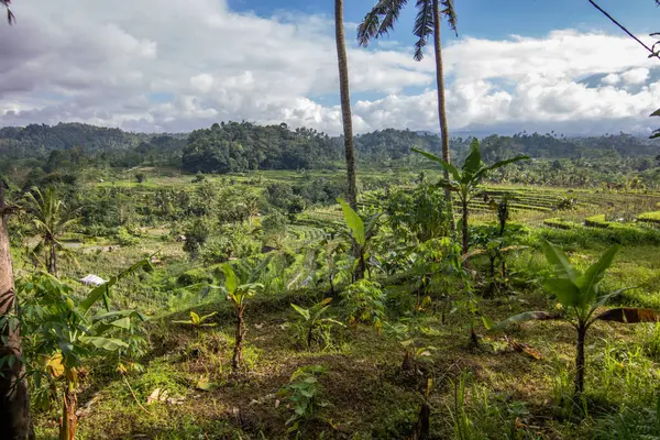 Bali 'nin Gne tarafı, orijinal Bali' de Gne pirinç terasları. Pirinç ekimi tropikal doğayla çevrilidir. Sidemen, Karangasem, Bali, Endonezya 'da manzara çekimi