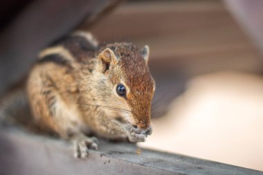 Sahildeki sincaplar. Indurwa, Bentota Sahili, Sri Lanka, Hindistan, Asya 'daki Hayvanlar