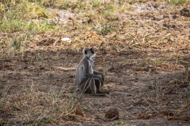 Büyük bir arazideki en eski doğa rezervi. Sabahları maymunlarla birlikte güneş doğarken doğal ortam. Yala Ulusal Parkı, Uva, Sri Lanka, Hindistan ve Asya 'daki bozkır arazisinde saf doğa.