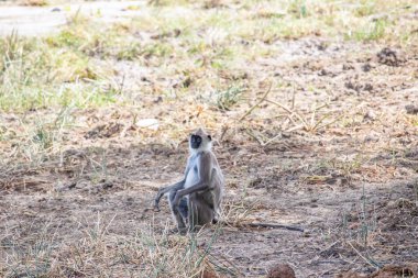 Büyük bir arazideki en eski doğa rezervi. Sabahları maymunlarla birlikte güneş doğarken doğal ortam. Yala Ulusal Parkı, Uva, Sri Lanka, Hindistan ve Asya 'daki bozkır arazisinde saf doğa.