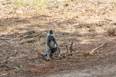 Büyük bir arazideki en eski doğa rezervi. Sabahları maymunlarla birlikte güneş doğarken doğal ortam. Yala Ulusal Parkı, Uva, Sri Lanka, Hindistan ve Asya 'daki bozkır arazisinde saf doğa.