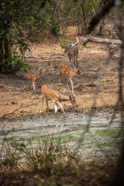 Büyük bir arazideki en eski doğa rezervi. Sabah güneş doğarken bir sürü hayvanın olduğu doğal bir ortam. Yala Ulusal Parkı, Uva, Sri Lanka, Hindistan 'daki bozkırlarda saf doğa.