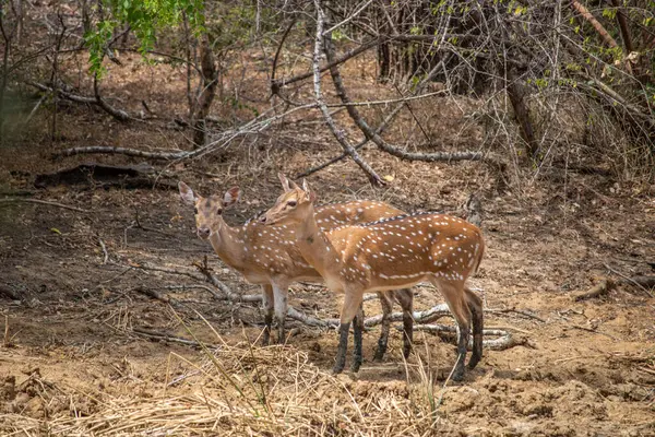 Büyük bir arazideki en eski doğa rezervi. Sabah güneş doğarken bir sürü hayvanın olduğu doğal bir ortam. Yala Ulusal Parkı, Uva, Sri Lanka, Hindistan 'daki bozkırlarda saf doğa.