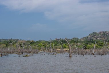 Büyük bir arazideki en eski doğa rezervi. Sabah güneş doğarken doğal ortam. Yala Ulusal Parkı, Uva, Sri Lanka, Hindistan ve Asya 'daki bozkır arazisinde saf doğa.