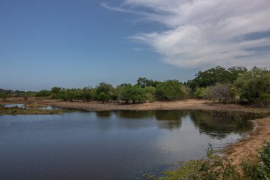 Büyük bir arazideki en eski doğa rezervi. Sabah güneş doğarken doğal ortam. Yala Ulusal Parkı, Uva, Sri Lanka, Hindistan ve Asya 'daki bozkır arazisinde saf doğa.