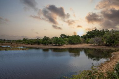 Büyük bir arazideki en eski doğa rezervi. Sabah güneş doğarken doğal ortam. Yala Ulusal Parkı, Uva, Sri Lanka, Hindistan ve Asya 'daki bozkır arazisinde saf doğa.