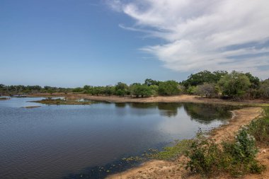 Büyük bir arazideki en eski doğa rezervi. Sabah güneş doğarken doğal ortam. Yala Ulusal Parkı, Uva, Sri Lanka, Hindistan ve Asya 'daki bozkır arazisinde saf doğa.