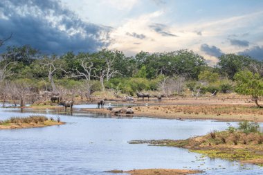 Büyük bir arazideki en eski doğa rezervi. Sabah güneş doğarken doğal ortam. Yala Ulusal Parkı, Uva, Sri Lanka, Hindistan ve Asya 'daki bozkır arazisinde saf doğa.