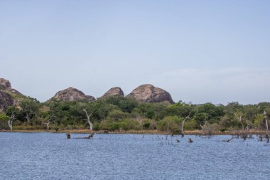 Büyük bir arazideki en eski doğa rezervi. Sabah güneş doğarken doğal ortam. Yala Ulusal Parkı, Uva, Sri Lanka, Hindistan ve Asya 'daki bozkır arazisinde saf doğa.