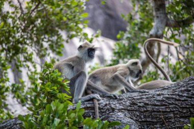 Büyük bir arazideki en eski doğa rezervi. Sabahları maymunlarla birlikte güneş doğarken doğal ortam. Yala Ulusal Parkı, Uva, Sri Lanka, Hindistan ve Asya 'daki bozkır arazisinde saf doğa.