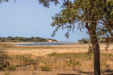 Büyük bir arazideki en eski doğa rezervi. Sabah güneş doğarken doğal ortam. Yala Ulusal Parkı, Uva, Sri Lanka, Hindistan ve Asya 'daki bozkır arazisinde saf doğa.