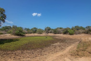 Büyük bir arazideki en eski doğa rezervi. Sabah güneş doğarken doğal ortam. Yala Ulusal Parkı, Uva, Sri Lanka, Hindistan ve Asya 'daki bozkır arazisinde saf doğa.
