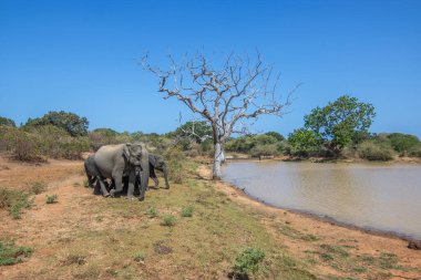 Bir adadaki kuru subtropikal manzara. Bir fil ailesi koruma altındaki su birikintisinde serinlemek istiyor. Yala Ulusal Parkı, Sri Lanka, Asya 'da küçük bir sürü.